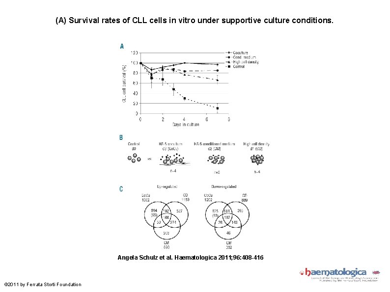 (A) Survival rates of CLL cells in vitro under supportive culture conditions. Angela Schulz