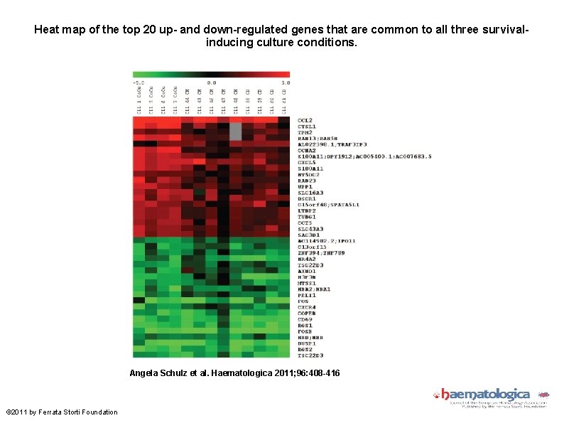 Heat map of the top 20 up- and down-regulated genes that are common to