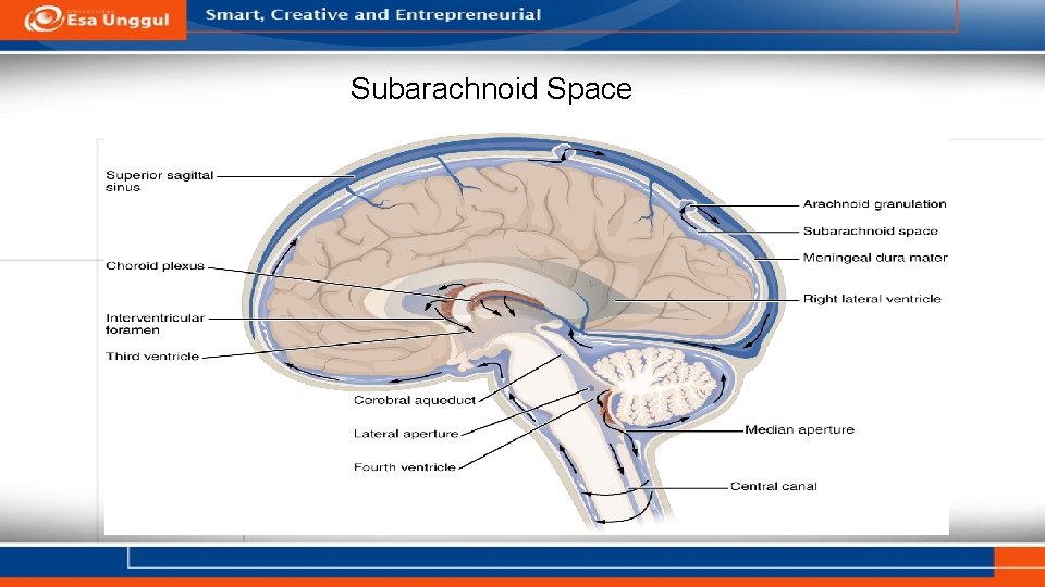 Subarachnoid Space 