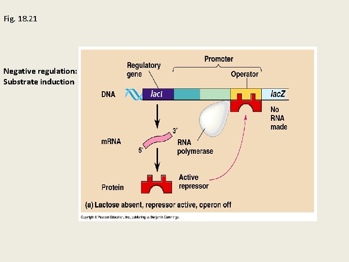 Fig. 18. 21 Negative regulation: Substrate induction 