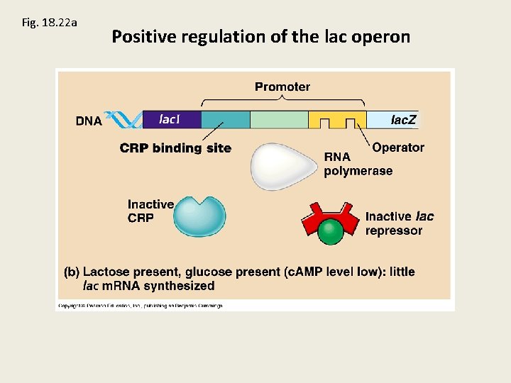 Fig. 18. 22 a Positive regulation of the lac operon 