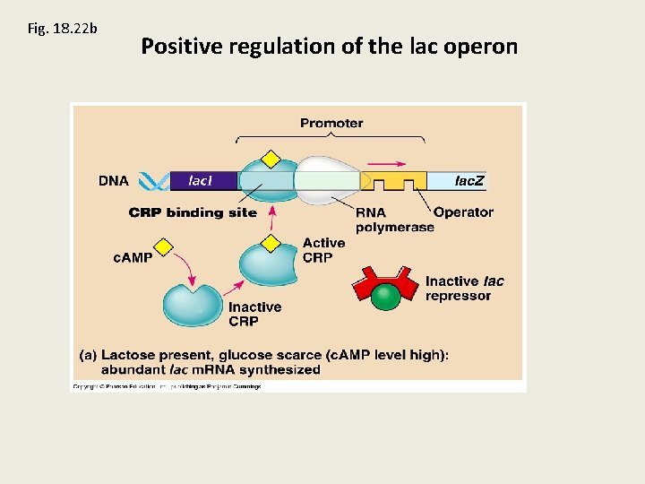 Fig. 18. 22 b Positive regulation of the lac operon 