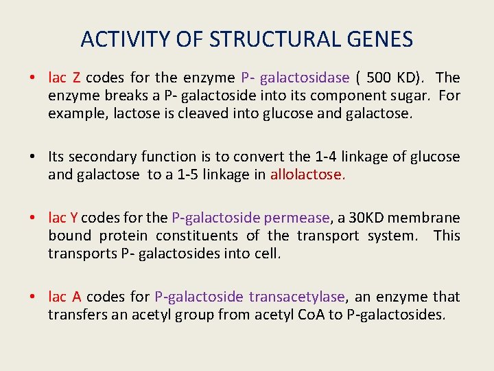 ACTIVITY OF STRUCTURAL GENES • lac Z codes for the enzyme P- galactosidase (