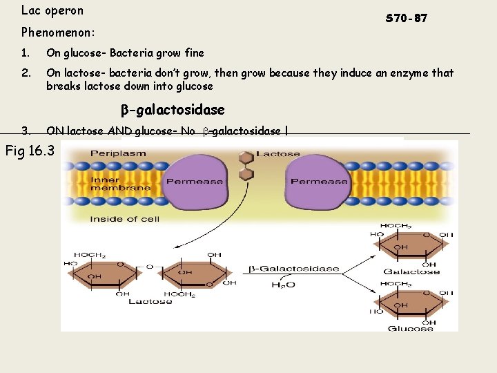 Lac operon S 70 -87 Phenomenon: 1. On glucose- Bacteria grow fine 2. On