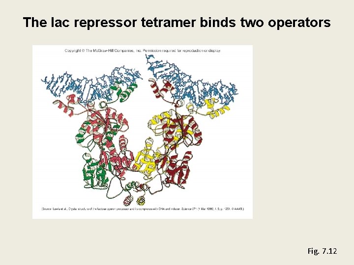 The lac repressor tetramer binds two operators Fig. 7. 12 