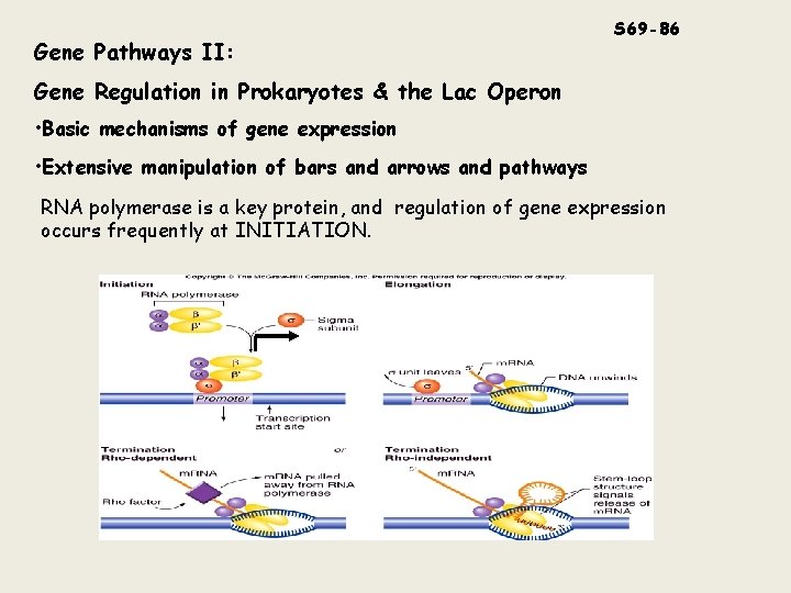 Gene Pathways II: S 69 -86 Gene Regulation in Prokaryotes & the Lac Operon