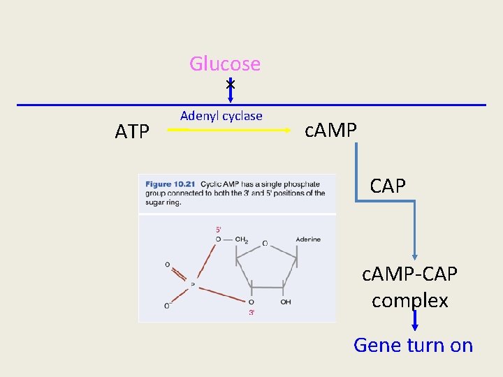 Glucose × ATP Adenyl cyclase c. AMP CAP c. AMP-CAP complex Gene turn on