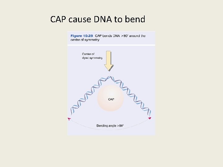 CAP cause DNA to bend 