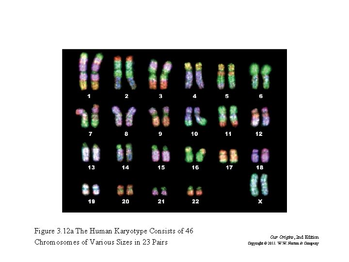 Figure 3. 12 a The Human Karyotype Consists of 46 Chromosomes of Various Sizes