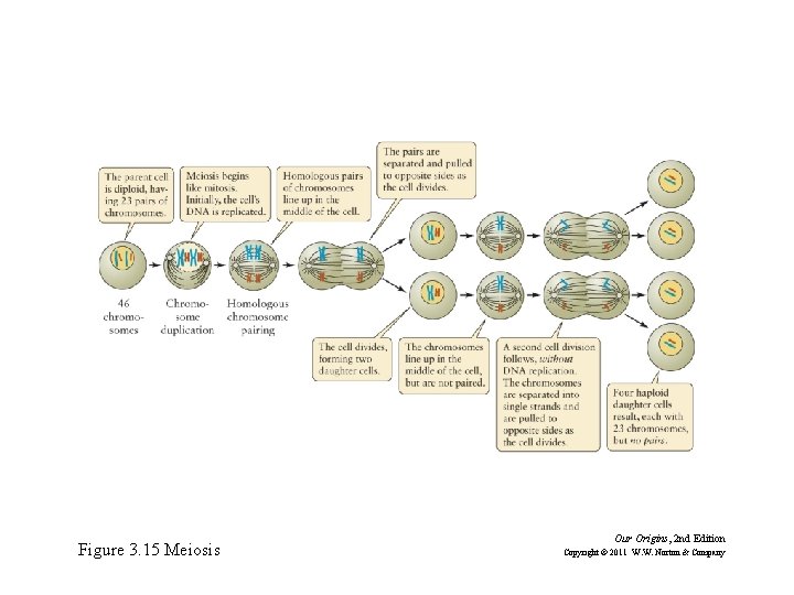 Figure 3. 15 Meiosis Our Origins, 2 nd Edition Copyright © 2011 W. W.