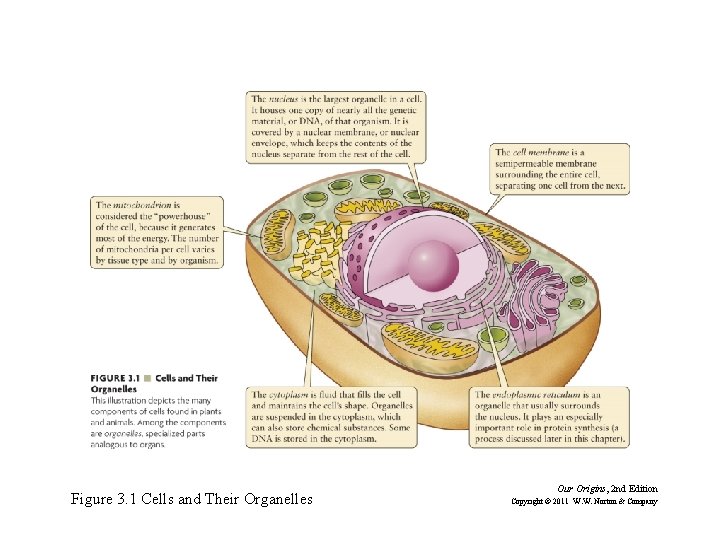 Figure 3. 1 Cells and Their Organelles Our Origins, 2 nd Edition Copyright ©