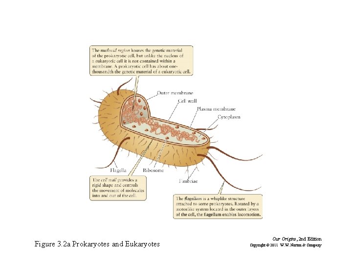 Figure 3. 2 a Prokaryotes and Eukaryotes Our Origins, 2 nd Edition Copyright ©