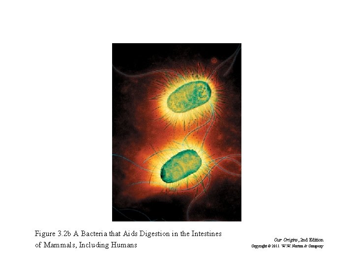 Figure 3. 2 b A Bacteria that Aids Digestion in the Intestines of Mammals,