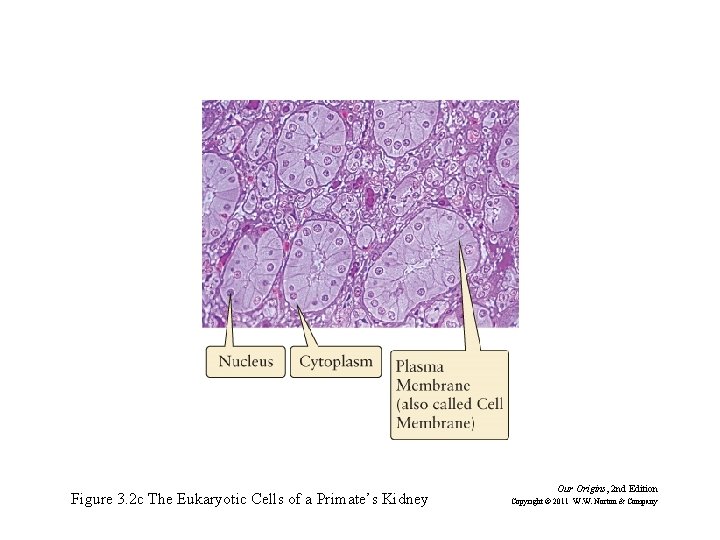 Figure 3. 2 c The Eukaryotic Cells of a Primate’s Kidney Our Origins, 2