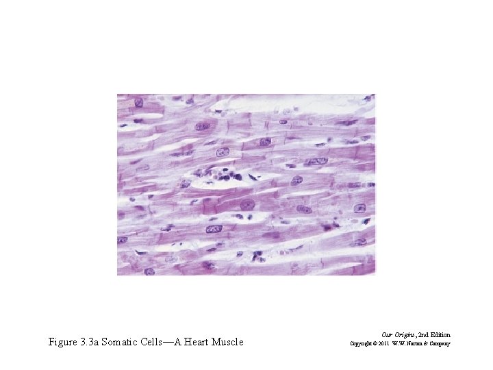 Figure 3. 3 a Somatic Cells—A Heart Muscle Our Origins, 2 nd Edition Copyright