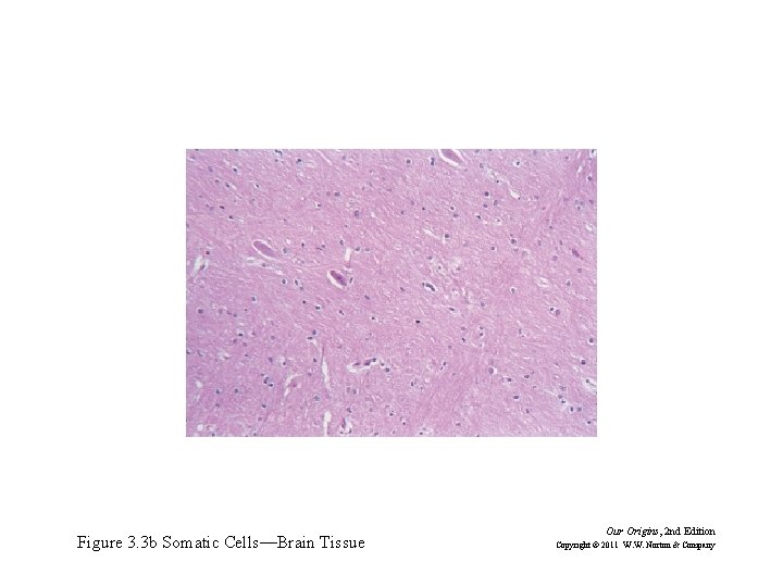 Figure 3. 3 b Somatic Cells—Brain Tissue Our Origins, 2 nd Edition Copyright ©