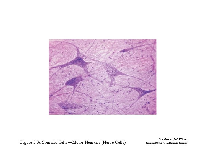 Figure 3. 3 c Somatic Cells—Motor Neurons (Nerve Cells) Our Origins, 2 nd Edition