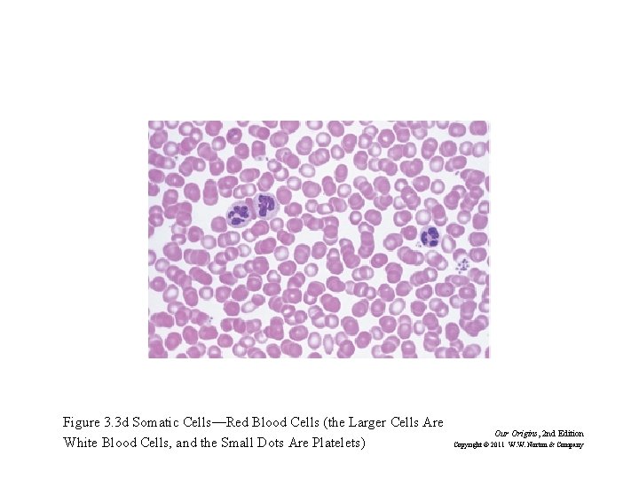 Figure 3. 3 d Somatic Cells—Red Blood Cells (the Larger Cells Are White Blood