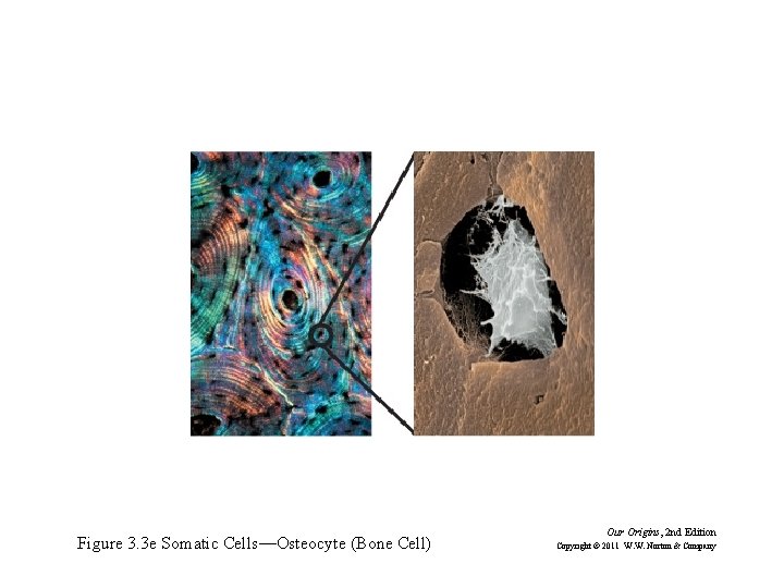 Figure 3. 3 e Somatic Cells—Osteocyte (Bone Cell) Our Origins, 2 nd Edition Copyright