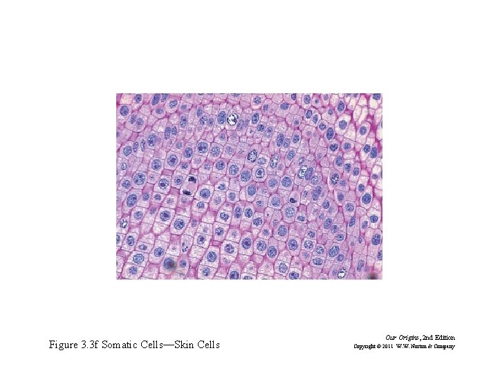 Figure 3. 3 f Somatic Cells—Skin Cells Our Origins, 2 nd Edition Copyright ©