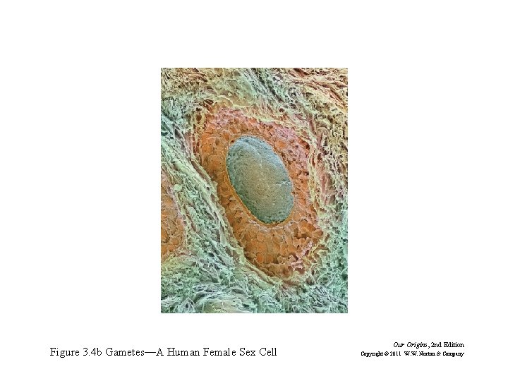 Figure 3. 4 b Gametes—A Human Female Sex Cell Our Origins, 2 nd Edition