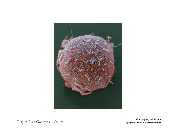 Figure 3. 4 c Gametes—Ovum Our Origins, 2 nd Edition Copyright © 2011 W.