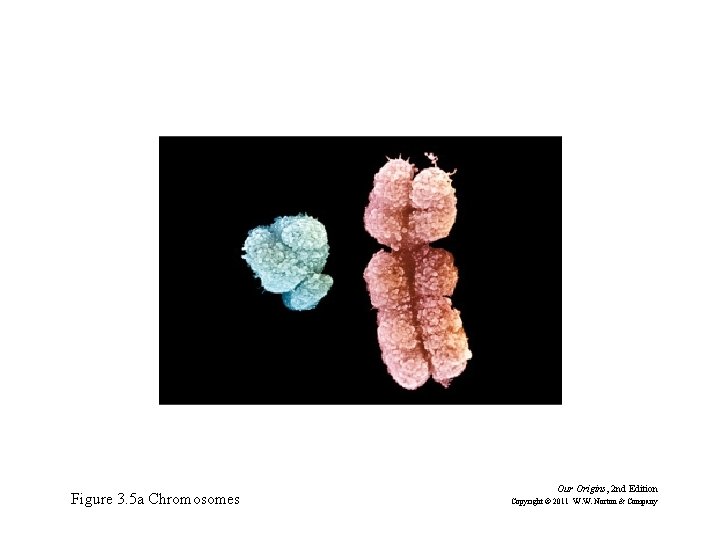 Figure 3. 5 a Chromosomes Our Origins, 2 nd Edition Copyright © 2011 W.