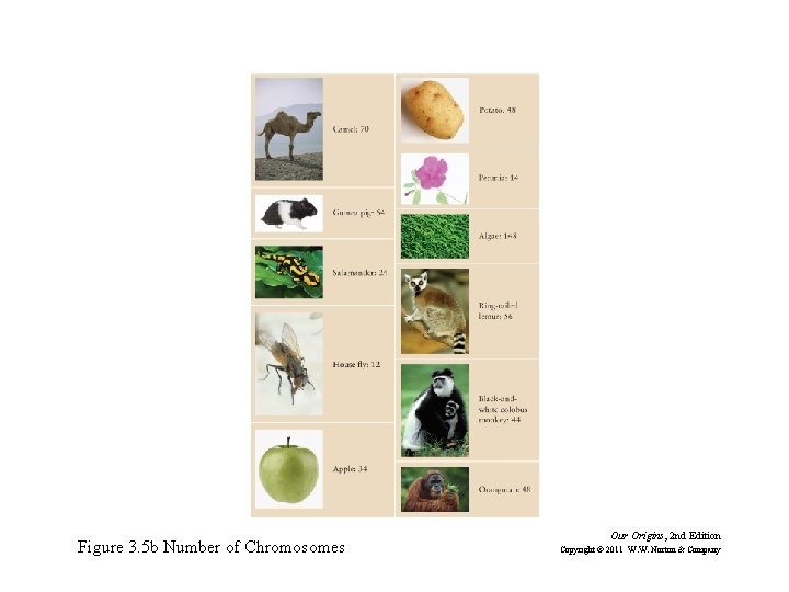 Figure 3. 5 b Number of Chromosomes Our Origins, 2 nd Edition Copyright ©