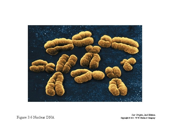 Figure 3. 6 Nuclear DNA Our Origins, 2 nd Edition Copyright © 2011 W.