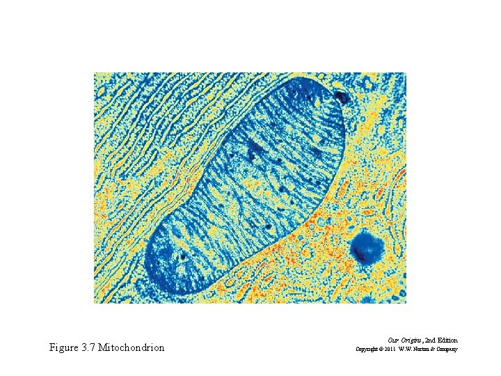 Figure 3. 7 Mitochondrion Our Origins, 2 nd Edition Copyright © 2011 W. W.