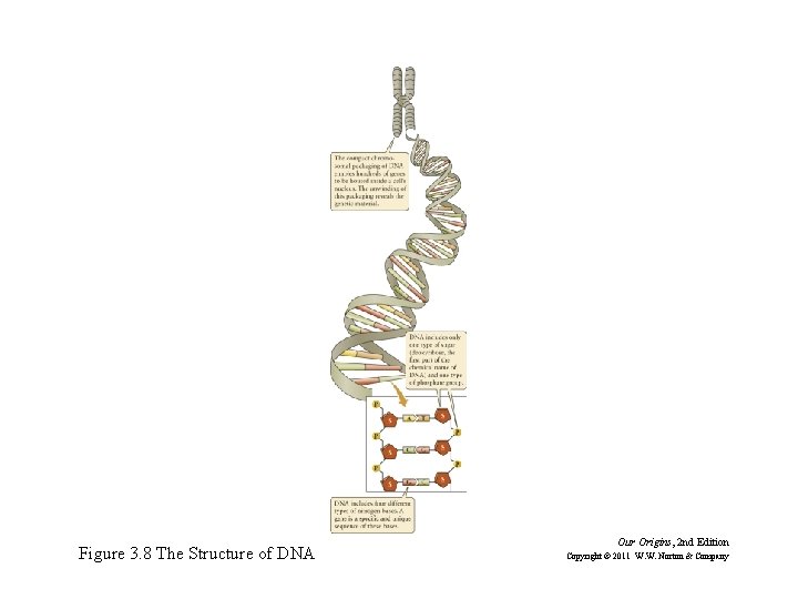 Figure 3. 8 The Structure of DNA Our Origins, 2 nd Edition Copyright ©