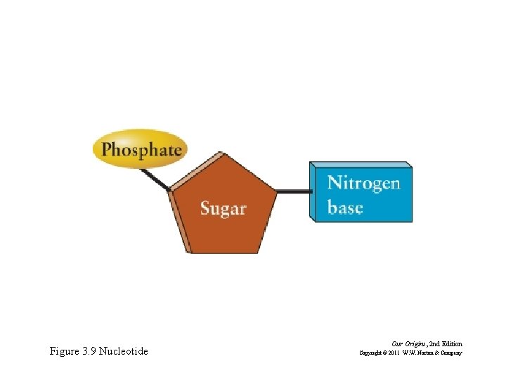 Figure 3. 9 Nucleotide Our Origins, 2 nd Edition Copyright © 2011 W. W.