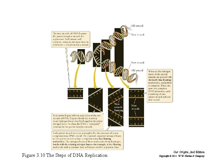 Figure 3. 10 The Steps of DNA Replication Our Origins, 2 nd Edition Copyright