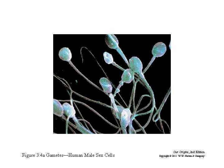 Figure 3. 4 a Gametes—Human Male Sex Cells Our Origins, 2 nd Edition Copyright