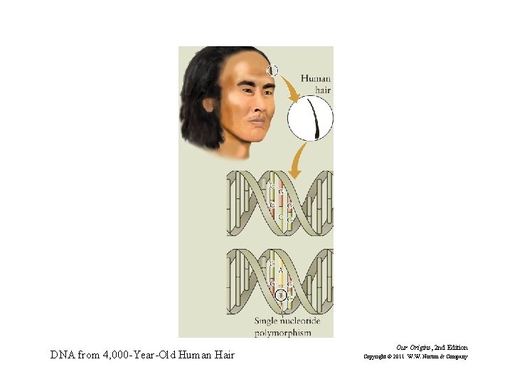 DNA from 4, 000 -Year-Old Human Hair Our Origins, 2 nd Edition Copyright ©