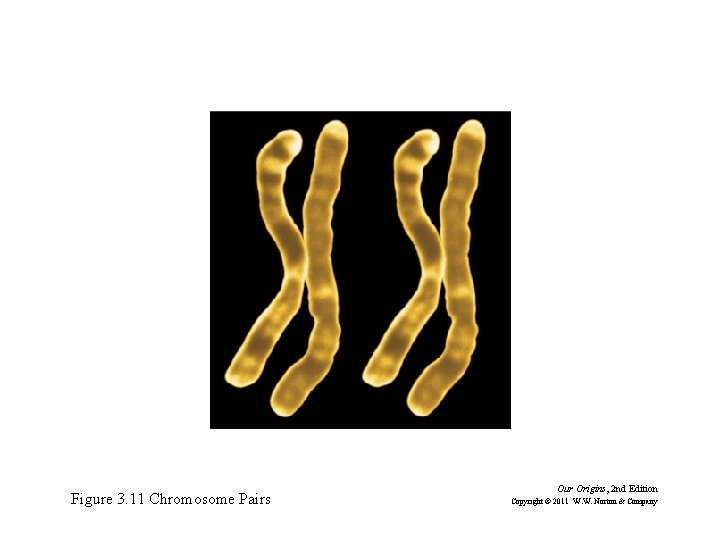 Figure 3. 11 Chromosome Pairs Our Origins, 2 nd Edition Copyright © 2011 W.