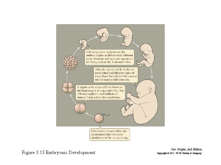 Figure 3. 13 Embryonic Development Our Origins, 2 nd Edition Copyright © 2011 W.