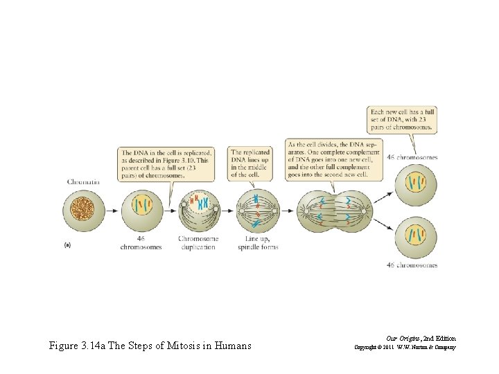 Figure 3. 14 a The Steps of Mitosis in Humans Our Origins, 2 nd