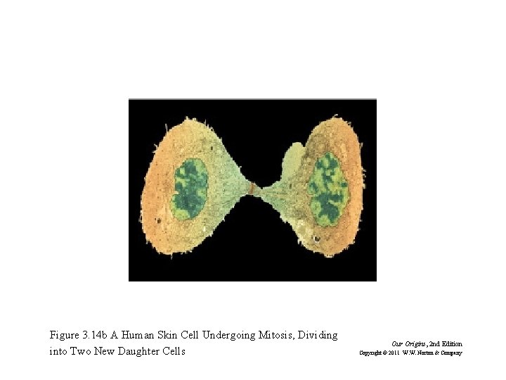 Figure 3. 14 b A Human Skin Cell Undergoing Mitosis, Dividing into Two New