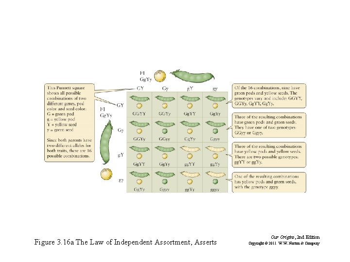 Figure 3. 16 a The Law of Independent Assortment, Asserts Our Origins, 2 nd