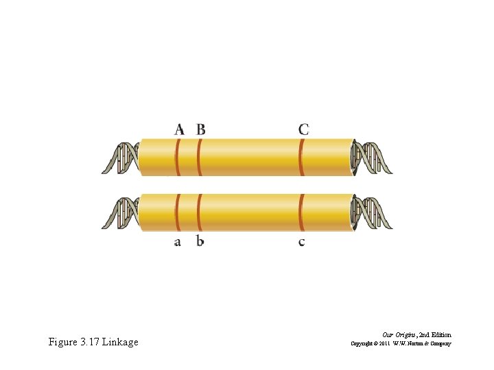 Figure 3. 17 Linkage Our Origins, 2 nd Edition Copyright © 2011 W. W.