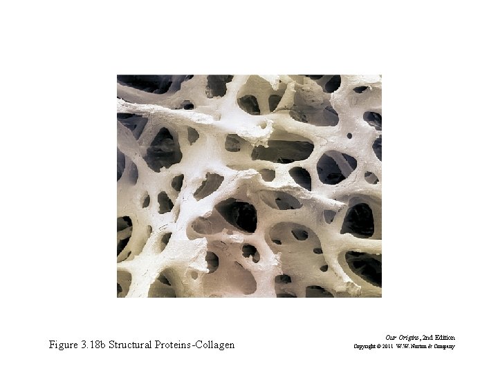 Figure 3. 18 b Structural Proteins-Collagen Our Origins, 2 nd Edition Copyright © 2011