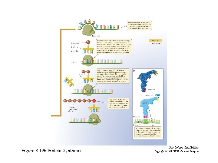 Figure 3. 19 b Protein Synthesis Our Origins, 2 nd Edition Copyright © 2011