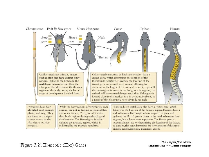 Figure 3. 21 Homeotic (Hox) Genes Our Origins, 2 nd Edition Copyright © 2011