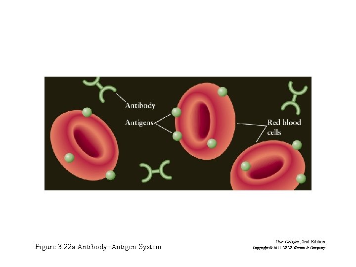 Figure 3. 22 a Antibody–Antigen System Our Origins, 2 nd Edition Copyright © 2011