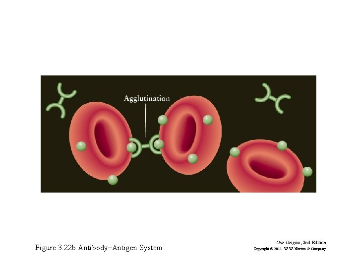 Figure 3. 22 b Antibody–Antigen System Our Origins, 2 nd Edition Copyright © 2011