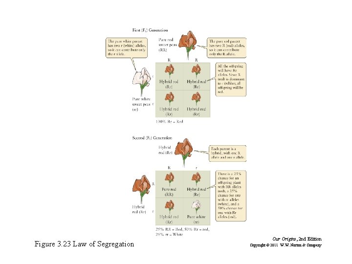Figure 3. 23 Law of Segregation Our Origins, 2 nd Edition Copyright © 2011