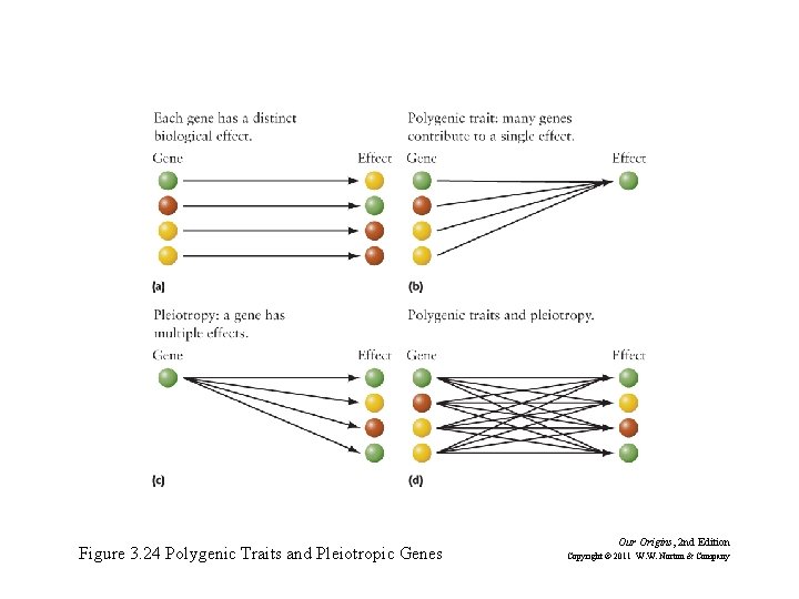 Figure 3. 24 Polygenic Traits and Pleiotropic Genes Our Origins, 2 nd Edition Copyright