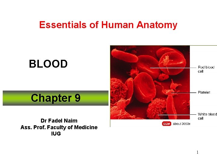 Essentials of Human Anatomy BLOOD Chapter 9 Dr Fadel Naim Ass. Prof. Faculty of