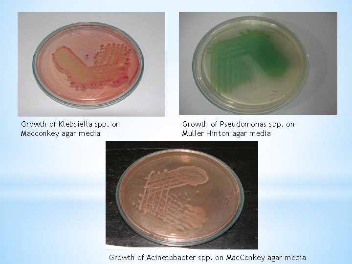 Growth of Klebsiella spp. on Macconkey agar media Growth of Pseudomonas spp. on Muller